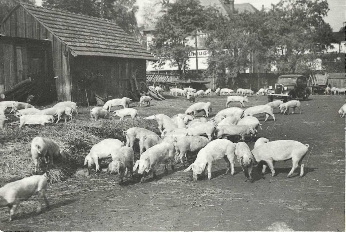 Chov vepřů pro horníky v rámci válečného zásobování. Fotografie ze dvora hospodářských budov starého zámku, mezi hasičskou zbrojnicí (čp. 1639) a pozdější řadou obchodů (čp. 3). Uprostřed za stromy je budova čp. 1552 (textil Merta), vpravo pak část podlouhlé budovy kina Central (čp. 1606).