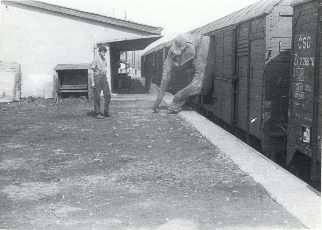 Záběr z příjezdu zvířat Cirkusu Varšava vlakem na hlavní nádraží v Karvinné, v roce 1960.