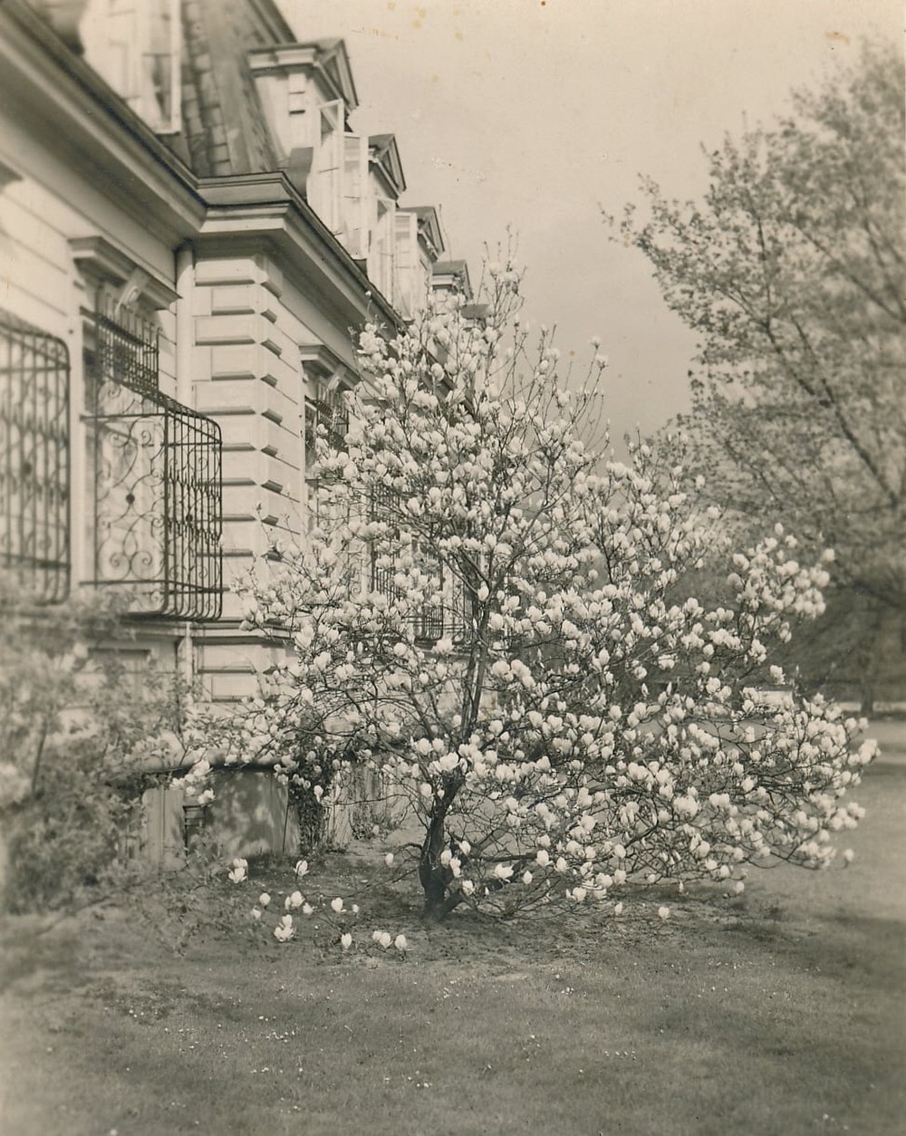 Okolí malého zámku zdobily okrasné keře (Zdroj: E. Schweserová, P. Bindač: SOLCA Tajemství zámeckého parku = KLIK NA FOTOGRAFII. Foto ze soukromé sbírky Wieslava Szklorze)