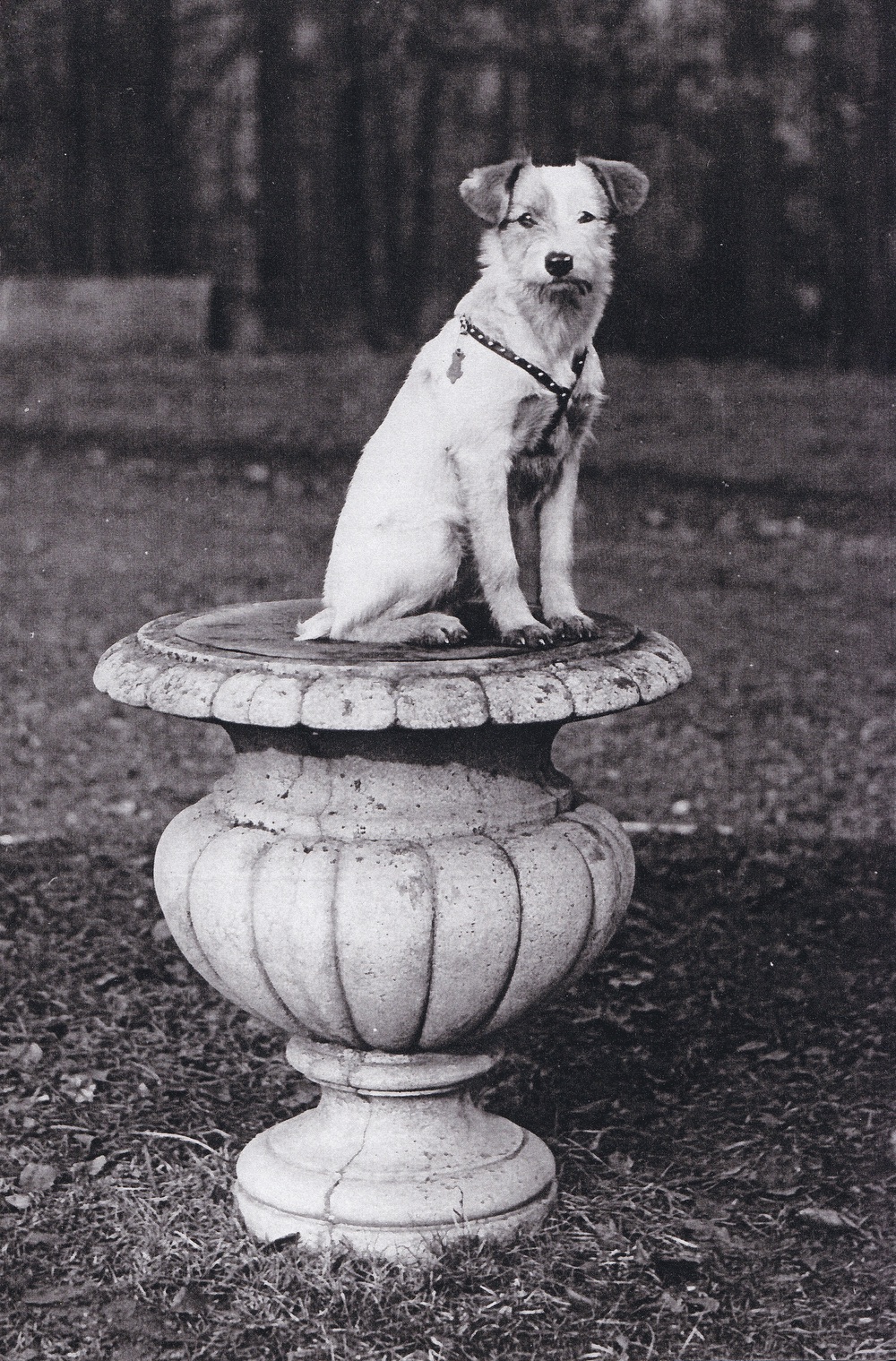 Oblíbenec JUDr. Larische, psík Dzuni, pózující na ozdobném podstavci (Zdroj: E. Schweserová, P. Bindač: SOLCA Tajemství zámeckého parku = KLIK NA FOTOGRAFII. Foto ze soukromé sbírky Rudolfa Hrubého)