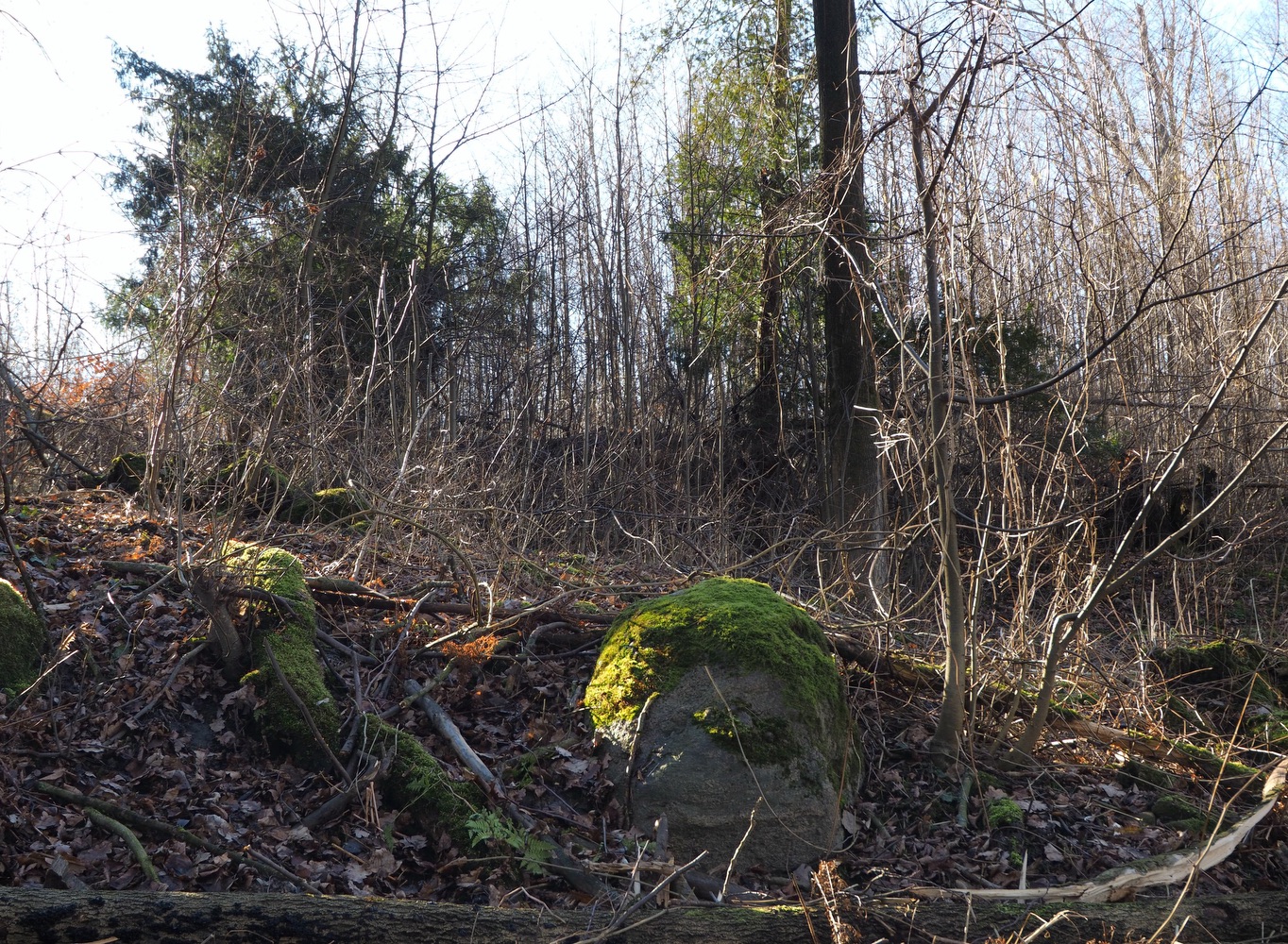 Balvan pod skalkou (Zdroj: E. Schweserová, P. Bindač: SOLCA Tajemství zámeckého parku = KLIK NA FOTOGRAFII. Foto Petr Bindač, rok 2021)