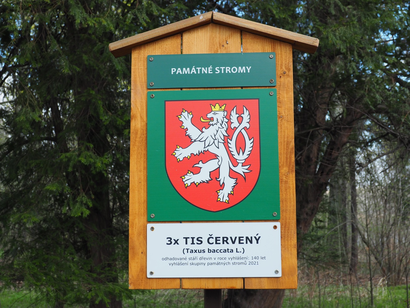 Informační tabule o chráněných tisech červených (Zdroj: E. Schweserová, P. Bindač: SOLCA Tajemství zámeckého parku = KLIK NA FOTOGRAFII. Foto: Erika Schweserová, 2022)