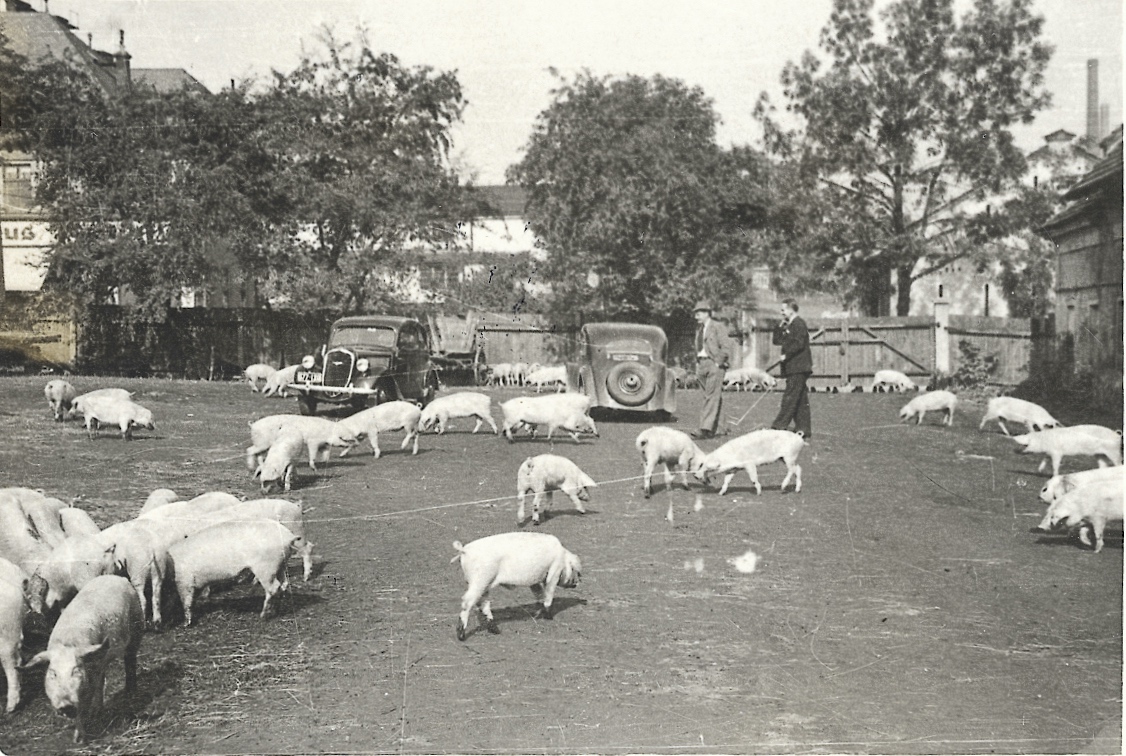 Chov vepřů pro horníky v rámci válečného zásobování. Fotografie ze dvora hospodářských budov starého zámku, mezi hasičskou zbrojnicí (čp. 1639) a pozdější řadou obchodů (čp. 3). Vlevo je budova čp. 1552 (textil Merta), vzadu mezi stromy podlouhlá budova kina Central (čp. 1606), napravo je původní hospodářská budova čp. 3 (později řada obchodů).