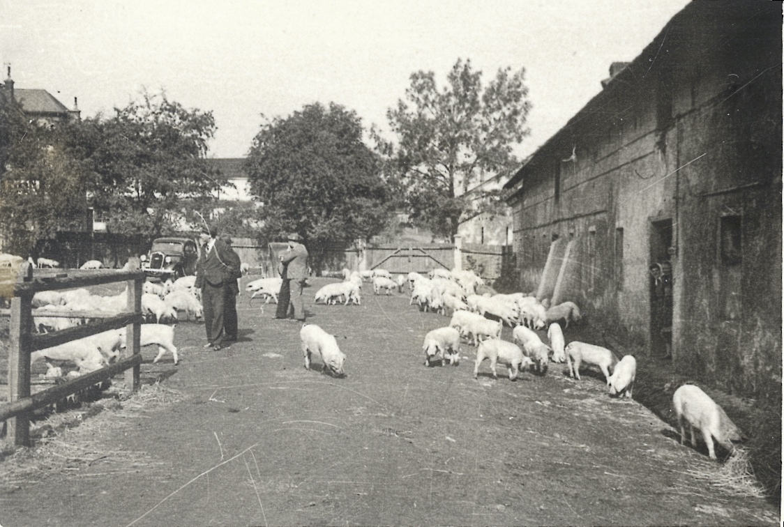 Chov vepřů pro horníky v rámci válečného zásobování. Fotografie ze dvora hospodářských budov starého zámku, mezi hasičskou zbrojnicí (čp. 1639) a pozdější řadou obchodů (čp. 3). Vzadu mezi stromy podlouhlá budova kina Central (čp. 1606), napravo je původní hospodářská budova čp. 3 (později řada obchodů).