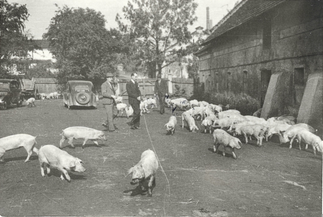 Chov vepřů pro horníky v rámci válečného zásobování. Fotografie ze dvora hospodářských budov starého zámku, mezi hasičskou zbrojnicí (čp. 1639) a pozdější řadou obchodů (čp. 3). Vzadu mezi stromy podlouhlá budova kina Central (čp. 1606), napravo je původní hospodářská budova čp. 3 (později řada obchodů).